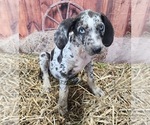 Small #5 Catahoula Leopard Dog