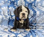 Small Photo #10 Olde English Bulldogge Puppy For Sale in OXFORD, PA, USA