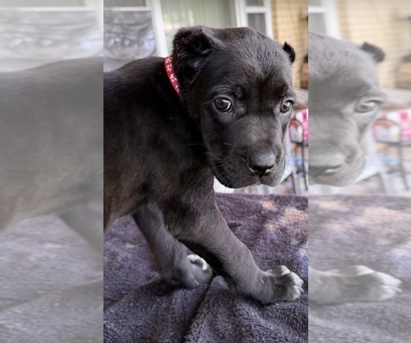 Medium Photo #6 Cane Corso Puppy For Sale in ANDERSON, IN, USA