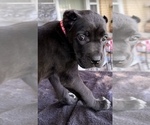 Small #5 Cane Corso