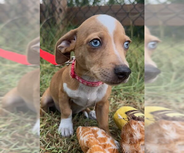 Medium Photo #5 Chihuahua-Unknown Mix Puppy For Sale in Tarrytown, GA, USA