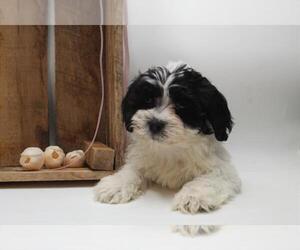 Maltese Puppy for sale in INDIANAPOLIS, IN, USA