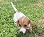 Small #2 Dachshund