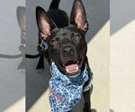 Small #3 American Pit Bull Terrier-German Shepherd Dog Mix