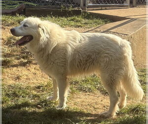 Great Pyrenees Dogs for adoption in Wetumpka, AL, USA