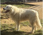 261486  Ami - Female Great Pyrenees Dog for Adoption - Small photo