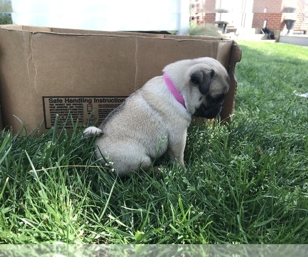 Medium Photo #5 Pug Puppy For Sale in DAYTON, VA, USA