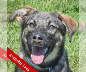 German Shepherd Dog-Unknown Mix Dogs for adoption in Huntley, IL, USA