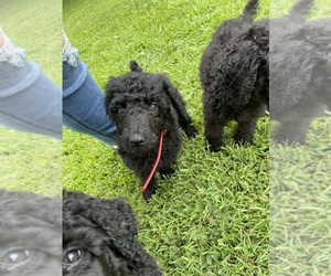 Poodle (Standard)-Standard Spitz Mix Puppy for sale in KENNESAW, GA, USA