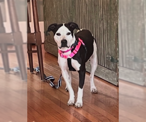 Mutt Dogs for adoption in Plainfield, IL, USA