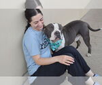 Small #1 American Pit Bull Terrier Mix