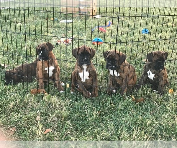 Medium Photo #4 Boxer Puppy For Sale in KANSAS CITY, MO, USA