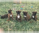 Small Photo #4 Boxer Puppy For Sale in KANSAS CITY, MO, USA