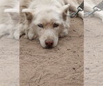 Small #3 Siberian Husky