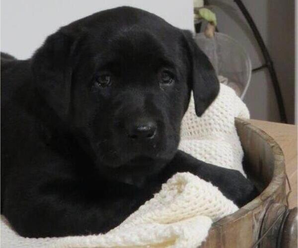 Medium Photo #6 Labrador Retriever Puppy For Sale in MILLERSBURG, OH, USA