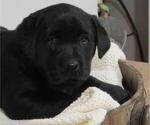 Small Photo #6 Labrador Retriever Puppy For Sale in MILLERSBURG, OH, USA