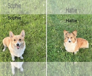 Mother of the Pembroke Welsh Corgi puppies born on 04/20/2025