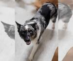 Small #10 Australian Shepherd Mix
