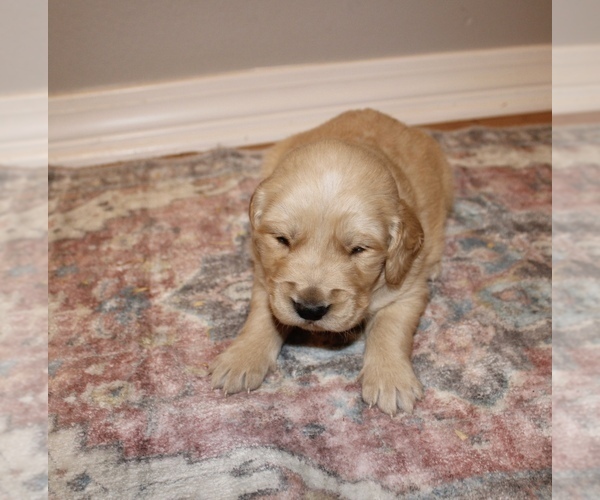 Medium Photo #10 Golden Retriever Puppy For Sale in GRAND BAY, AL, USA