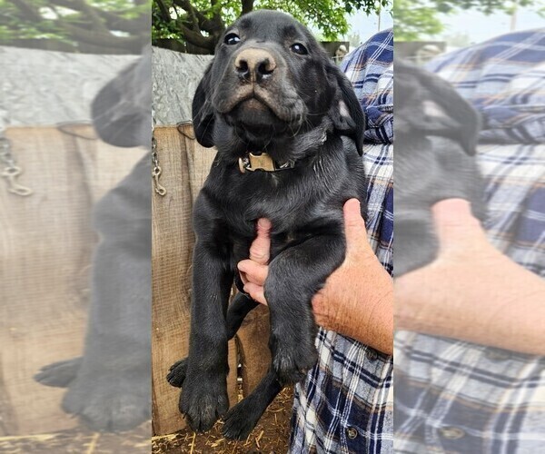 Medium Photo #48 Labrador Retriever Puppy For Sale in IONE, CA, USA