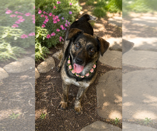 Medium Photo #2 Australian Shepherd-Unknown Mix Puppy For Sale in Phoenix, AZ, USA