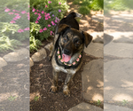 Small #1 Australian Shepherd Mix