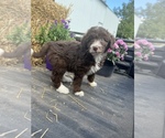 Small Photo #31 Aussiedoodle Puppy For Sale in RUSSELL, IA, USA