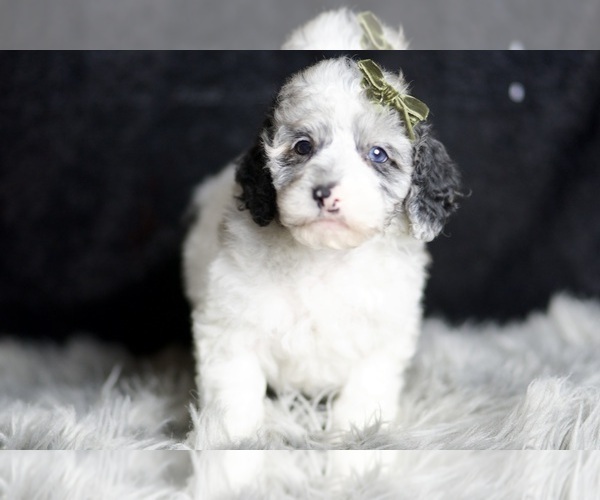 Medium Photo #106 Poodle (Toy) Puppy For Sale in WARSAW, IN, USA