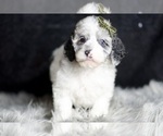 Small #3 Poodle (Toy)