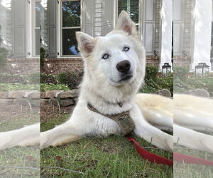 Siberian Husky Dogs for adoption in Cumming, GA, USA
