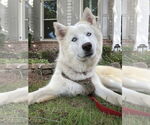 Small Siberian Husky