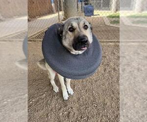 TEX - Male Anatolian Shepherd Dog for Adoption - Photo #2