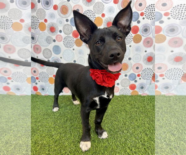 Medium Photo #5 Labrador Retriever-Miniature Pinscher Mix Puppy For Sale in Corona, CA, USA