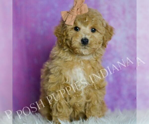 Medium Photo #2 Poodle (Miniature) Puppy For Sale in WARSAW, IN, USA