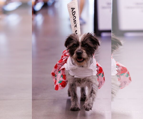 Medium Photo #1 Mutt Puppy For Sale in The Woodlands, TX, USA