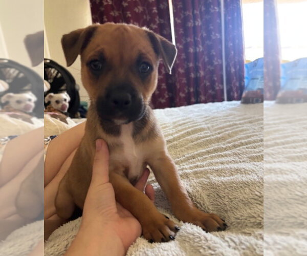 Medium Photo #1 Rottweiler-Unknown Mix Puppy For Sale in Lakewood, CO, USA