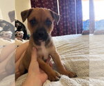 Small Rottweiler Mix