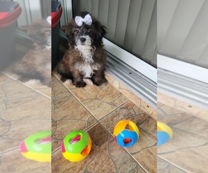 ShihPoo Puppy for Sale in SEBRING, Florida USA