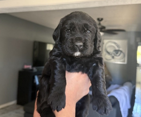 Medium Photo #1 Golden Labrador Puppy For Sale in LAKE ELSINORE, CA, USA