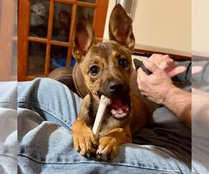 Feist Terrier-Unknown Mix Dogs for adoption in Spring Lake, NC, USA