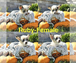 Puppy Ruby American Corgi