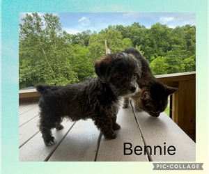 Poodle (Toy)-Yorkshire Terrier Mix Puppy for Sale in BENNINGTON, Indiana USA