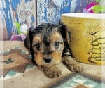 Small #3 Morkie