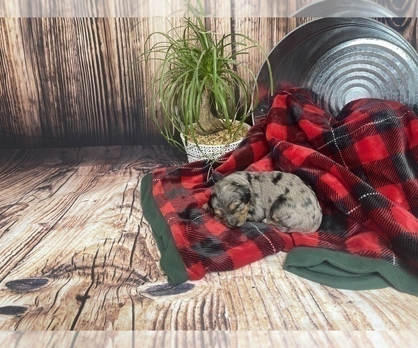 Medium Photo #6 Aussiedoodle Miniature  Puppy For Sale in COMMERCE, MI, USA