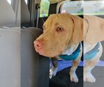 Small #17 American Pit Bull Terrier-American Staffordshire Terrier Mix