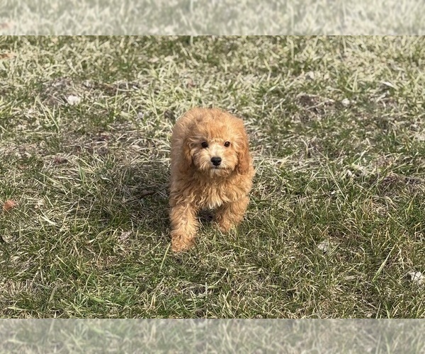 Medium Photo #7 Poodle (Toy) Puppy For Sale in WARSAW, IN, USA