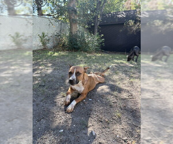 Medium Photo #7 Mutt Puppy For Sale in Sandy, UT, USA