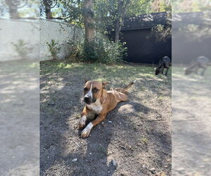 Daisy Leigh - Female Mutt Dog for Adoption - Photo #7