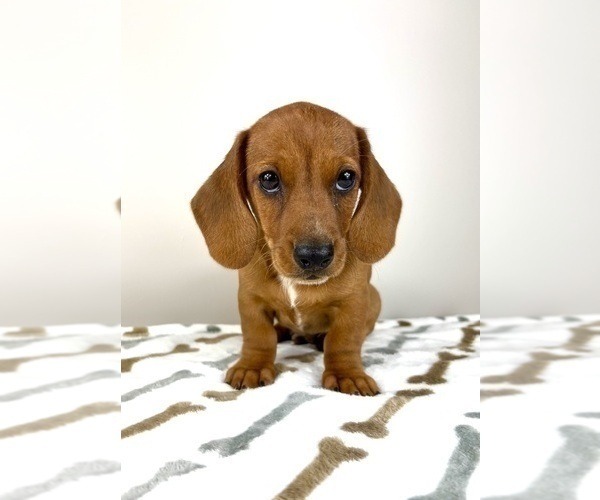 Medium Photo #3 Dachshund Puppy For Sale in INDIANAPOLIS, IN, USA