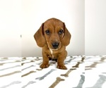 Small #2 Dachshund